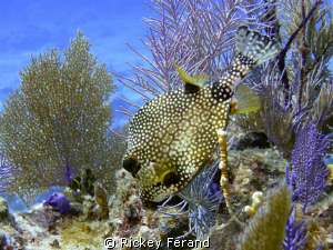 Lunch Time at the aquarium - Elbow Reef Key Largo, FL by Rickey Ferand 